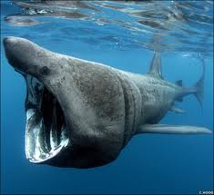 A basking shark off Inishowen