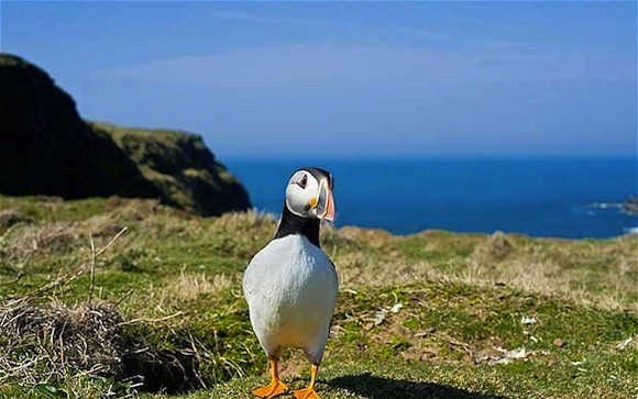 Donegal is home to many bird colonies