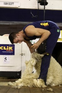 Champion Irish Shearer Ivan Scott, Letterkenny, Co. Donegal competing in the final of the Clik All Ireland International Open Shearing Championships in Milstreet 