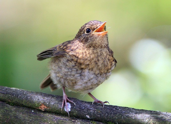 The young chick calls for its mother