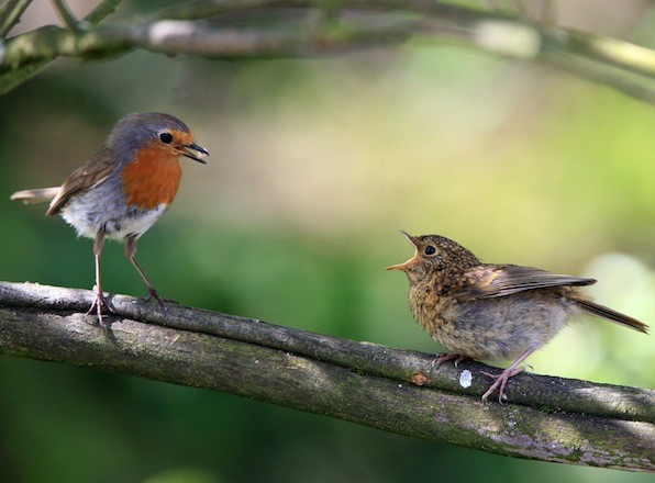 What's on the menu? The chick spots food is on the way from the adult robin