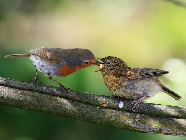 That hit the spot! The food is passed to the young chick