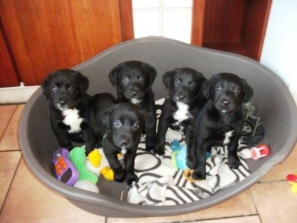 The pups are fit and healthy today after being dumped to die just a month ago.