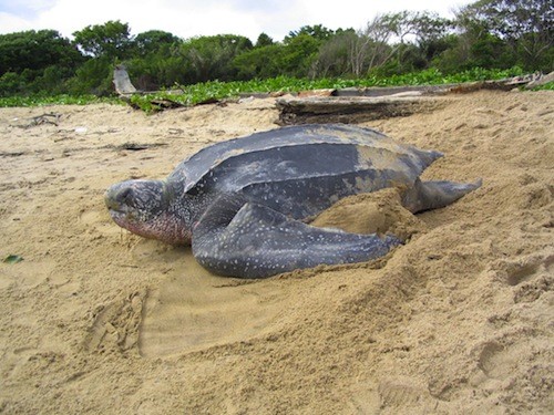 A healthy Leatherback Turtle pictured in French Guiana. Pic by Dr Tom Doyle.