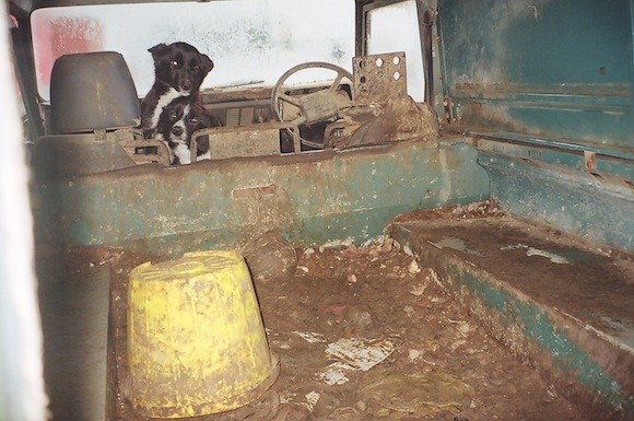 These two dogs lived under layers of excrement in this wrecked jeep.
