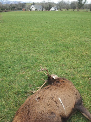 One of the stags was shot just a couple of hundred yards form a house in Laghey.