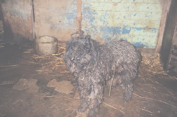 One of the dogs neglected at Cavangh's farm.