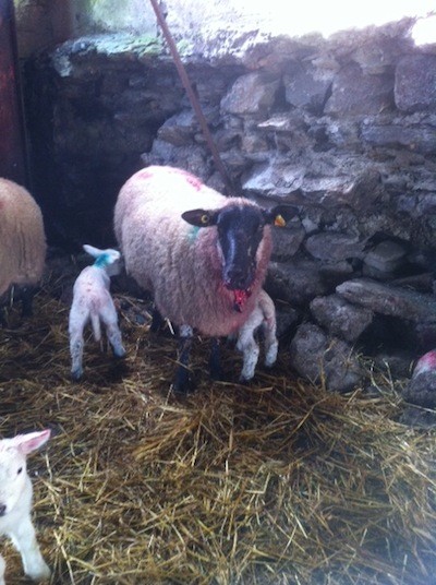 A sheep which was attacked in the face by dogs still tries to protect its lambs. pIc Donegal Daily.