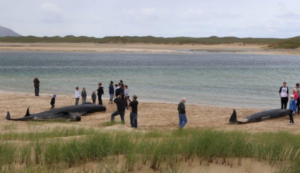 Locals attempt to rescue a number of Pilot whales washed up on a Falcarragh beach. Pic copyright nwnewspix.