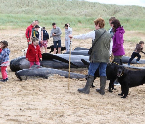 Hundreds of people posed with and touched the dead whales yesterday. Pic copyright nwnewspix