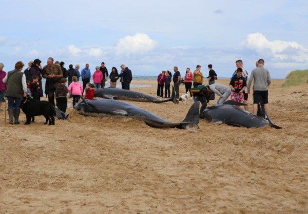 A large crowd gathered on Ballyness Bay to help return the stranded Whales to the water. pic copyright Northwest news pix.