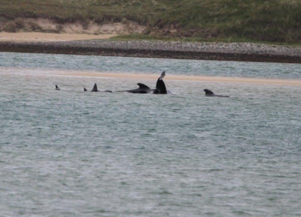 Some of the Whales have been re-floated to the water at Ballyness Bay. pic copyright nwnewspix