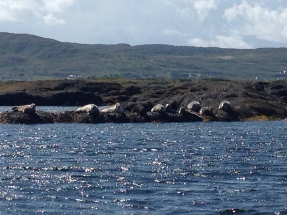 The seals enjoy the glorious sunshine in Dungloe Bay earlier this afternoon. Picture by Danny Breslin. 