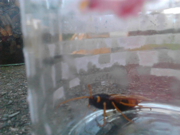 The hornet found yesterday in Carndonagh.