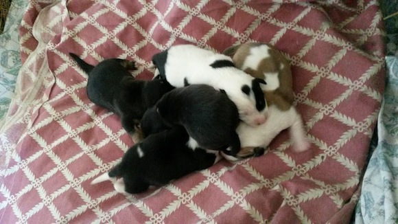 The pups which were born juts hours after the dog was dumped by its owner.