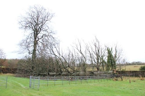 Th scene of the fallen tree underneath which the bones were discovered.