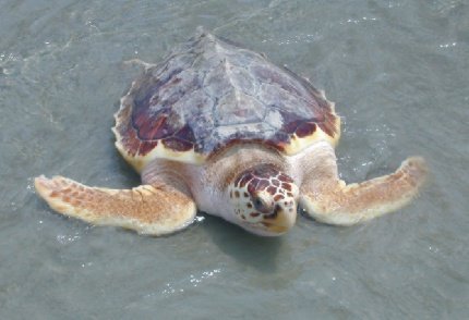 A rare Kemp's Ridley sea turtle which was found on a Donegal beach.