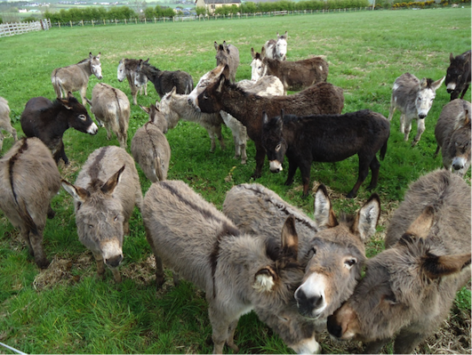 Some of the many donkeys which have ben saved by the Raphoe Donkey Sanctuary.