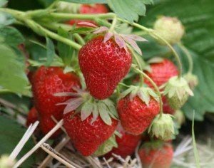 Strawberries are easy to grow.