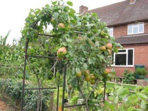 Or why not tackle an apple archway?