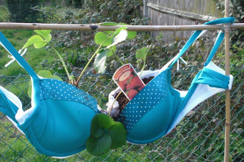 Some hanging baskets are ........unusual!