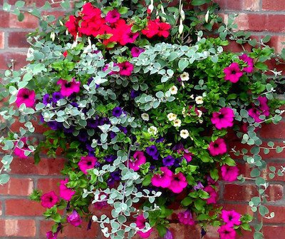 A hanging basket using foliage colour