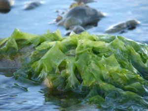 Can you really turn seaweed into sweets?