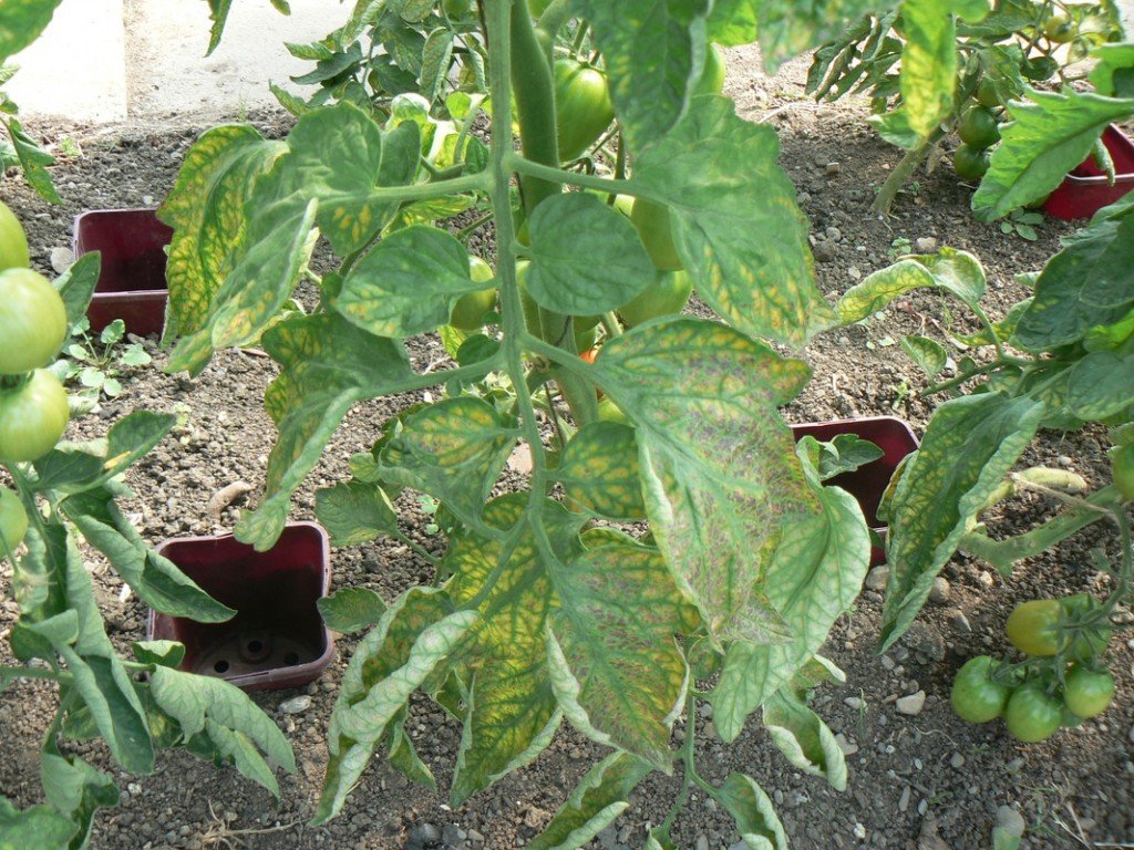 Early signs of Magnesium difficiency in these Tomatoes in the National Ecology Centre in Co Dublin