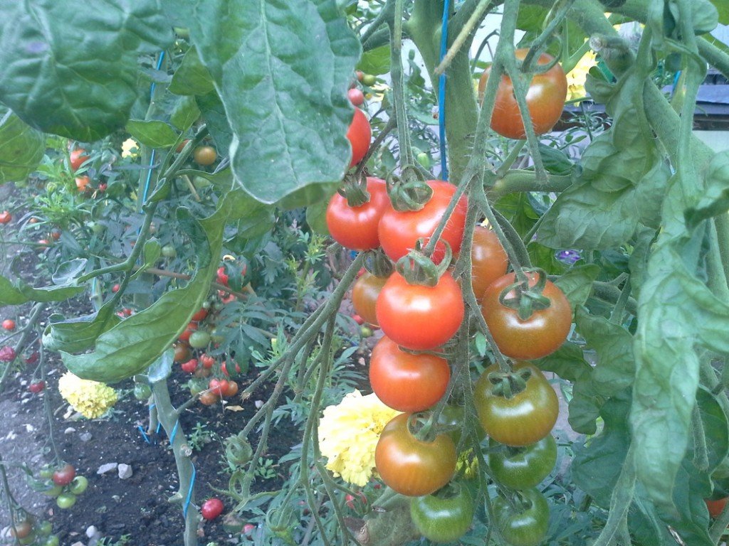 Fresh Tomatoes in Ruthmullan House walled garden