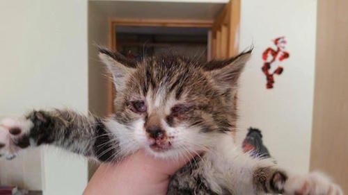 Sick kitten Poppy was dumped in a box but is now recovering.