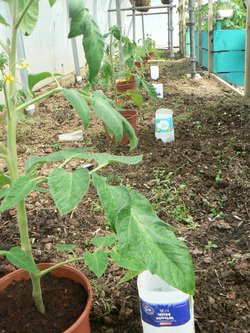 Simple Tomato irrigation in North West Regional College