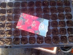 Sowing Tomato seeds in late January