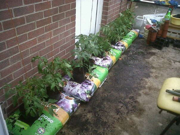 Tomato plants growing in bags in Maybrook Adult Training Centre