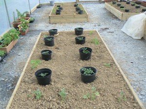 Young Ring Culture Tomatoes in Twin Towns Community Garden