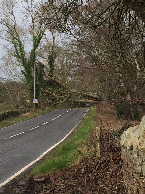 The fallen tree on the main Donegal to Derry road in Killea has caused traffic diversions. 