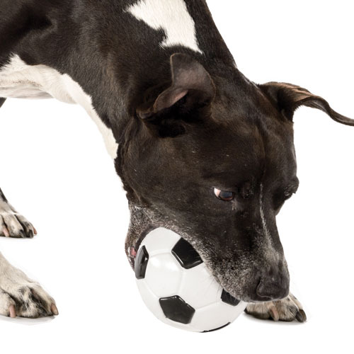 orbee-tuff-soccer-dog-football