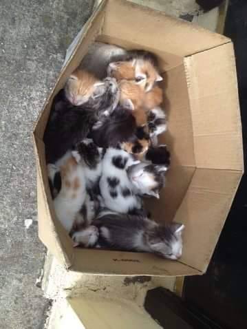 17 kittens were dumped in a box