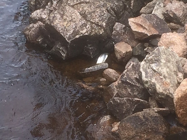 A dead salmon lies at the bottom of the rocks, unable to go further upstream