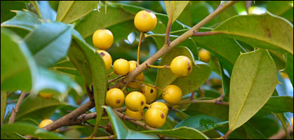 You can go different with Canary holly and its golden berries! 