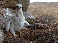 Golden eagle chick