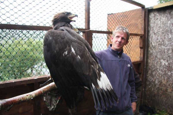Lorcan O'Toole with one of the golden eagles bred in Glenveagh National Park.