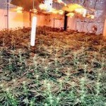 A cannabis factory