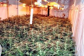 A cannabis factory