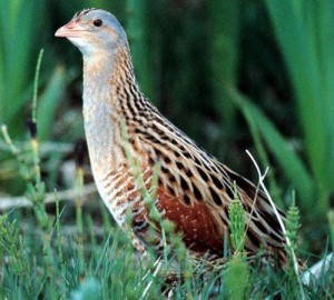 corncrake