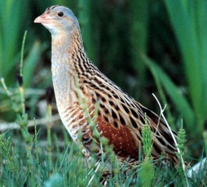 The iconic corncrake