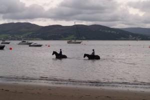 Horses in the water at Rathmullan Beach