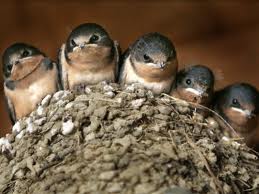 A brood of swallows