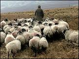 Sheep rustling