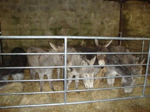 new donkeys