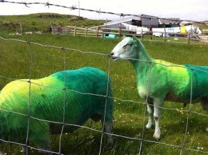 Donegal animal owners have ben asked to exercise caution when colouring animals.